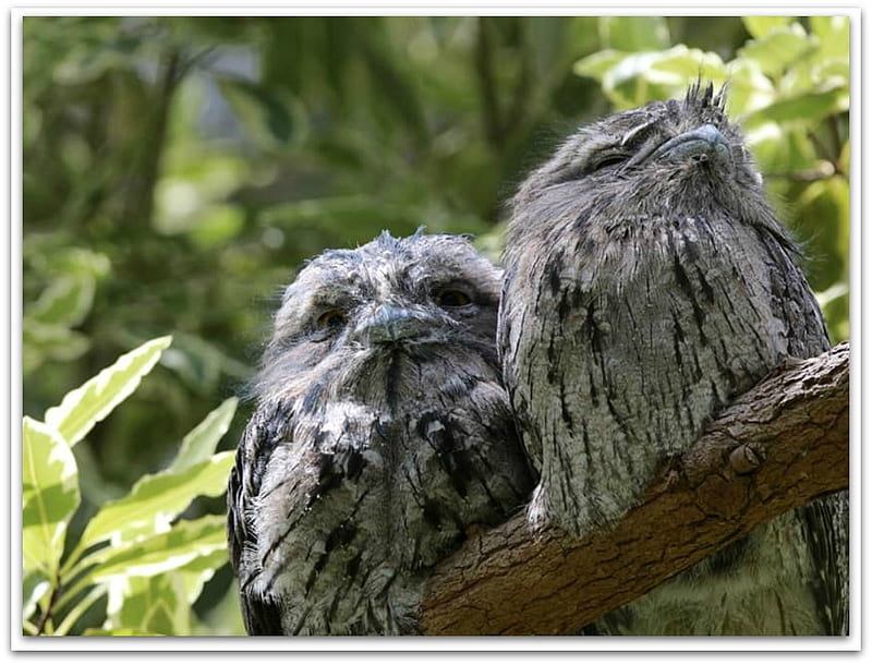 TAWNY FROG MOUTH, BIRD, FROG MOUTH, HD wallpaper