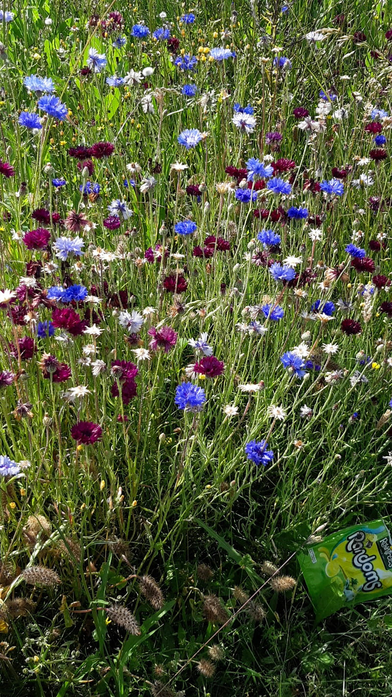 Flores silvestres, azul, flor, verde, naturaleza, morado, blanco, Fondo de  pantalla de teléfono HD | Peakpx