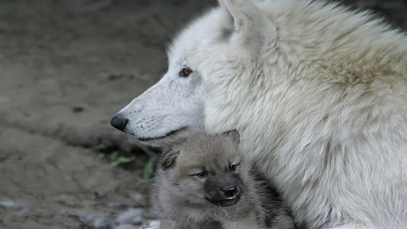 Mother Wolf, wolf pup, white wolf, baby amimals, red wolf, grey wolf, wildlife, nature, animals, black wolf, HD wallpaper