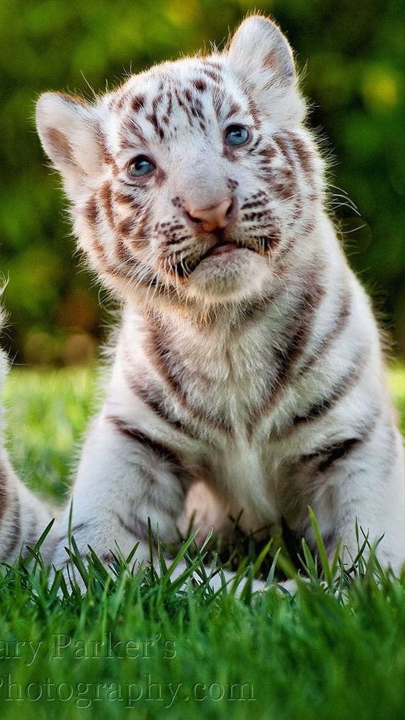 Cute Baby Tiger Bengal Tiger Baby, cute baby tiger, white tiger cub, bengal tiger baby, HD phone wallpaper