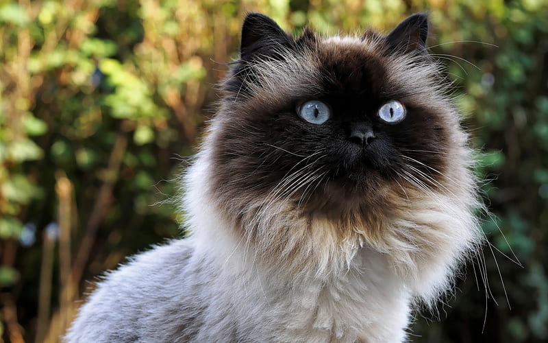 Burmese cat, furry cat, portrait, breeds of cats, pets, HD wallpaper