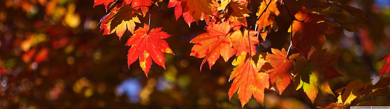 Dual Monitor Autumn, 3840X1080 Autumn, HD wallpaper | Peakpx