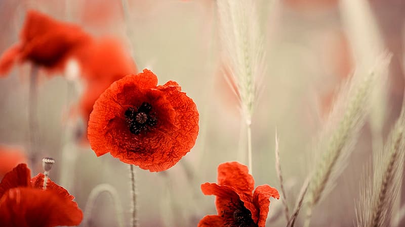 Red poppy Flowers in Rhineland-Palatinate, Germany, spring, petals, red, blossoms, HD wallpaper