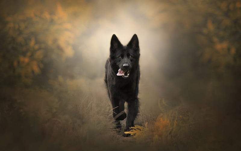 black dog, forest, autumn, forest road, pets, dogs, HD wallpaper