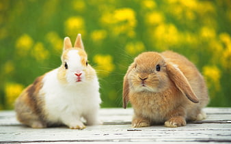 Lovely Rabbit Wallpaper Images, HD Pictures For Free Vectors Download -  Lovepik.com