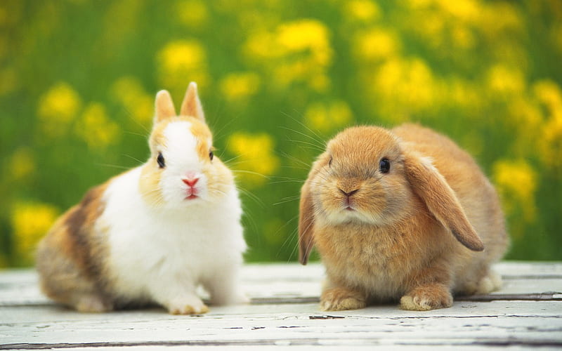 Cute rabbit couple, cute, forest, rabbit, rabbits, bunny, bunnies, couple, HD wallpaper