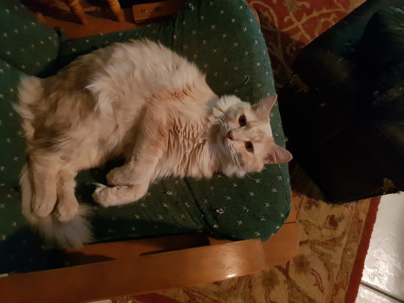 Munchkin, adorable, chair, sleeping, fluffy, HD wallpaper