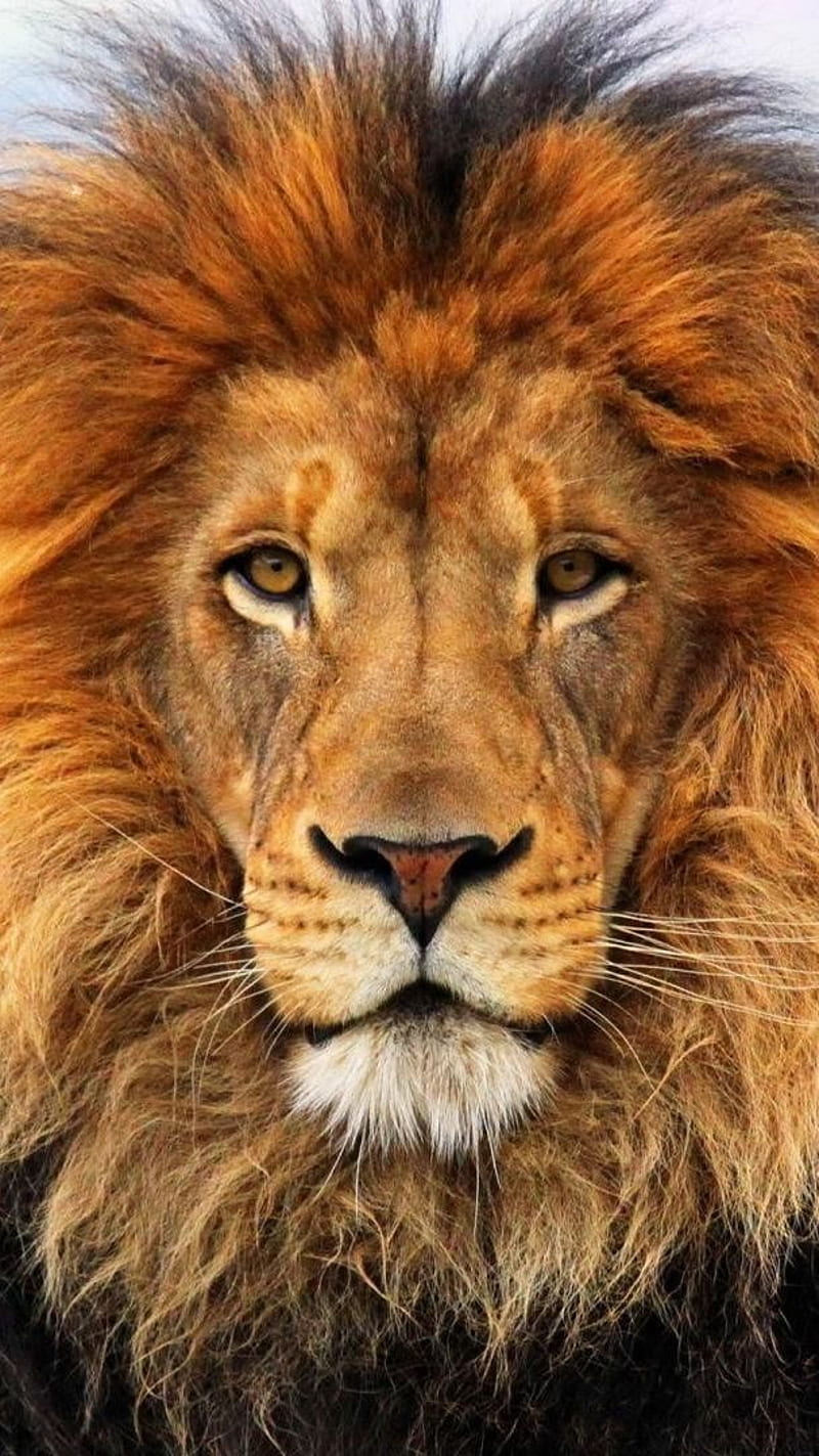 Lion , animal, wild, HD phone wallpaper