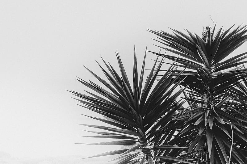 Grayscale of palm tree, HD wallpaper | Peakpx