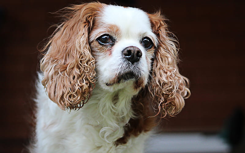 Cavalier King Charles Spaniel, close-up, pets, dogs, cute animals, Cavalier King Charles Spaniel Dog, HD wallpaper