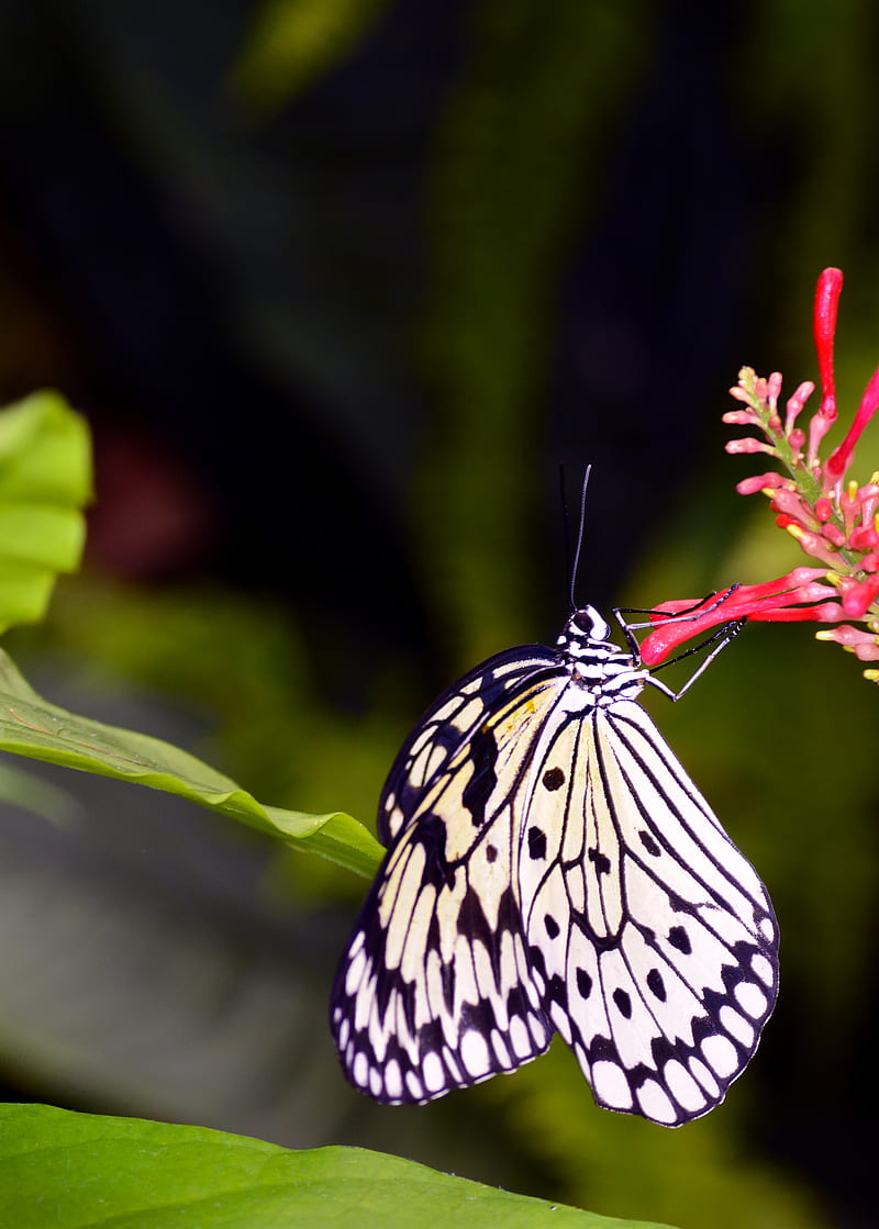 butterfly, wings, pattern, flower, macro, insect, HD phone wallpaper