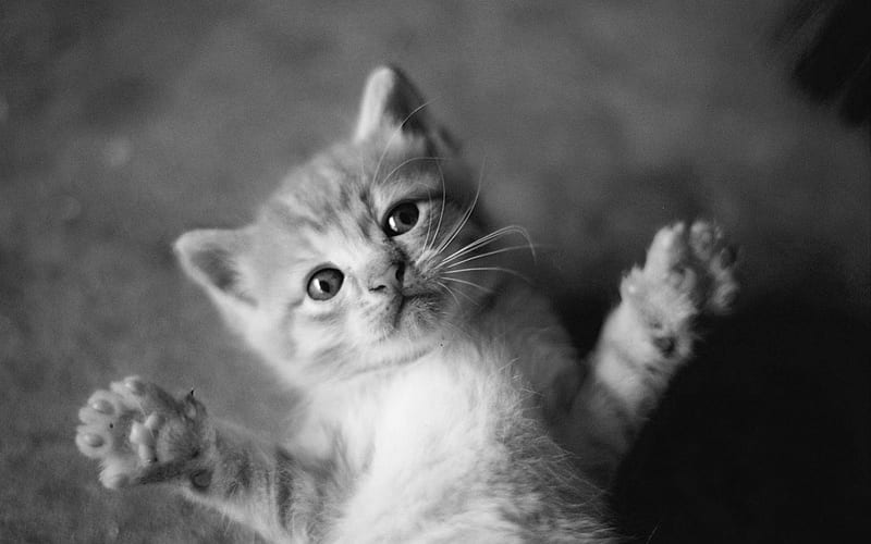 A hug for me? :D, cute, black, white, cat, kitten, animal, sweet, HD wallpaper