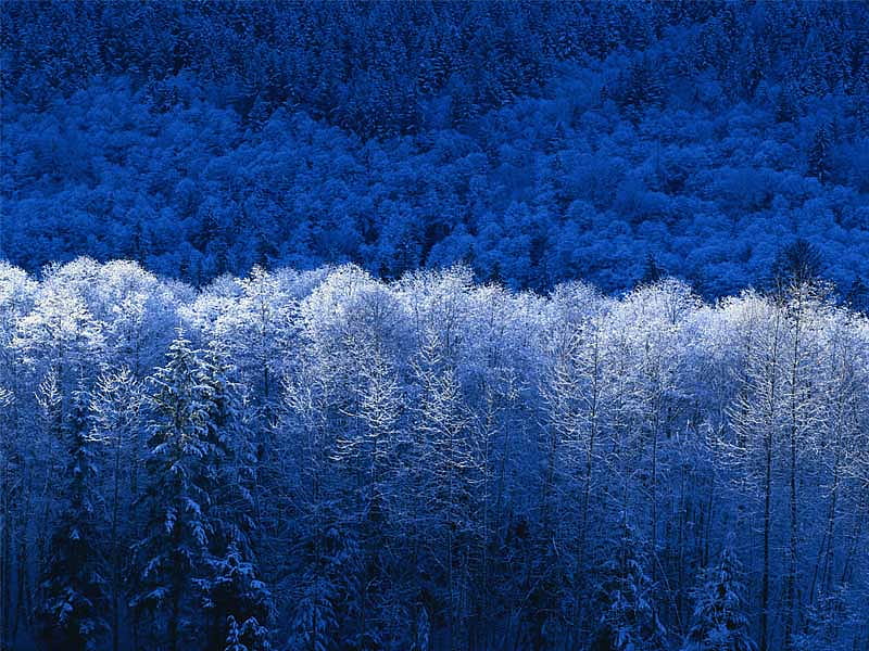 Winter Trees, windows xp, HD wallpaper