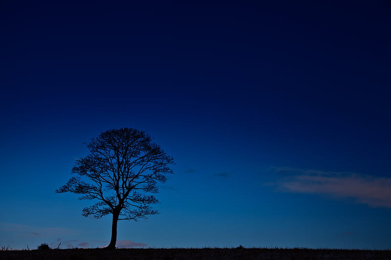 tree, night, horizon, sky, dark, HD wallpaper