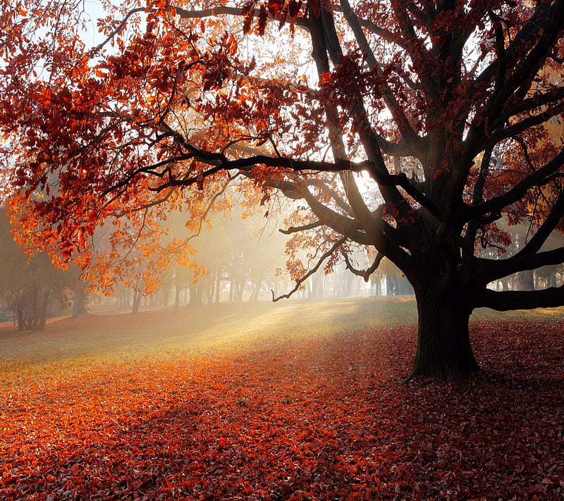 Autumn park, bonito, cute, look, nice, HD wallpaper | Peakpx