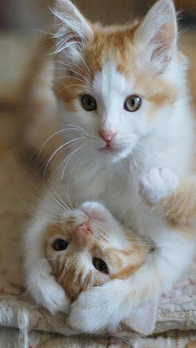 Together, animals, be together, cats, HD phone wallpaper