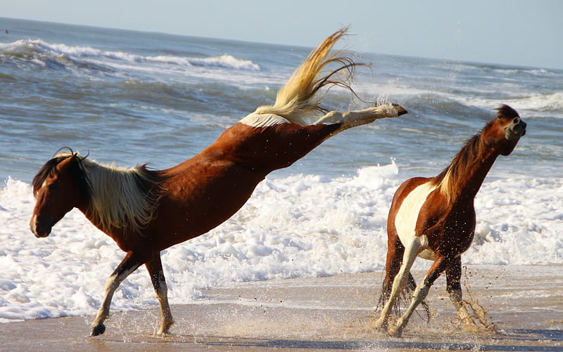 Assateaque horses, on, beach, kicks, pinto, ponys, HD wallpaper