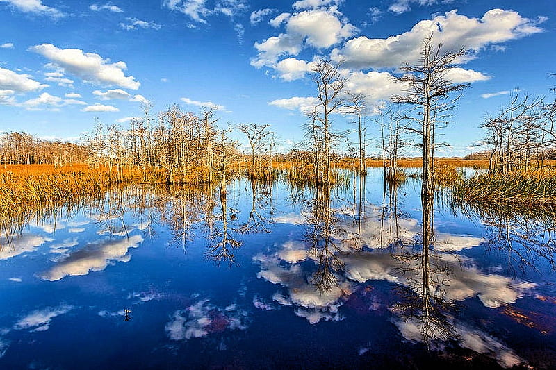 White Clouds over the Everglades, florida, water, clouds, reflections, trees, sky, landscape, HD wallpaper