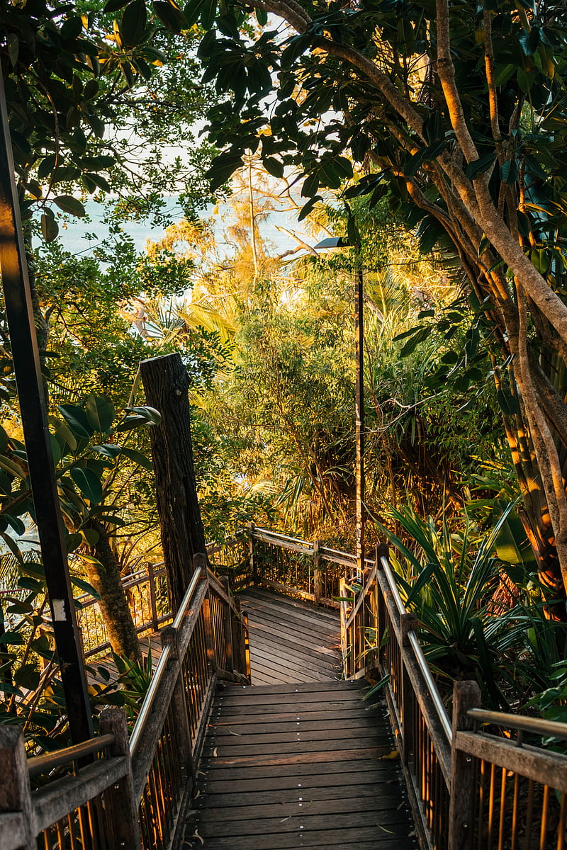 stairs, descent, trees, plants, tropics, HD phone wallpaper