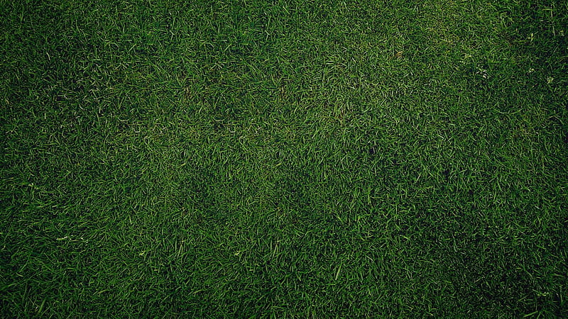 Dark Green Grass Texture And High Resolution [] for your , Mobile & Tablet. Explore Green Textured . Green Blue , Light Green Textured, HD wallpaper