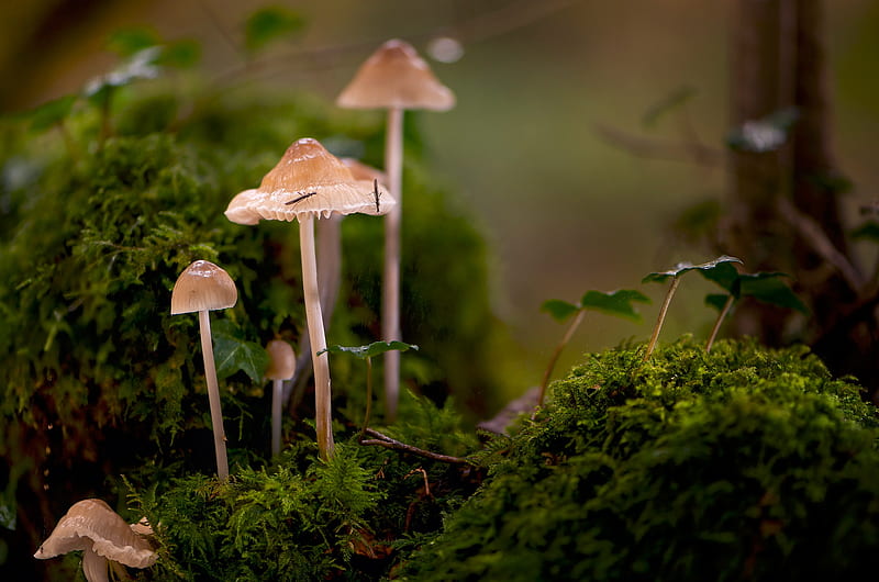 Earth, Mushroom, Macro, Moss, HD wallpaper | Peakpx