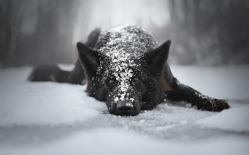 black german shepherd, winter, snow, big dogs, pets, black dog, HD wallpaper
