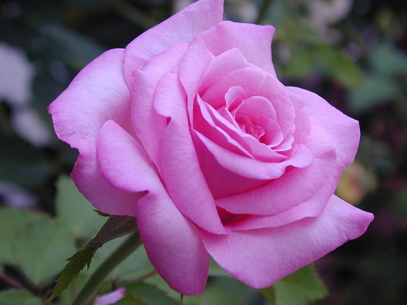 Pink Rose, flower, nature, rose, pink, HD wallpaper