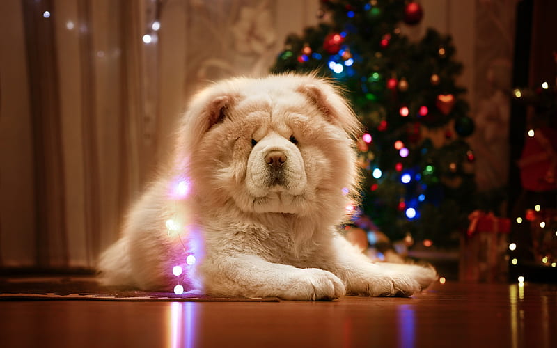 Chow Chow, white fluffy dog, cute animals, pets, dogs, Christmas, New Year, HD wallpaper
