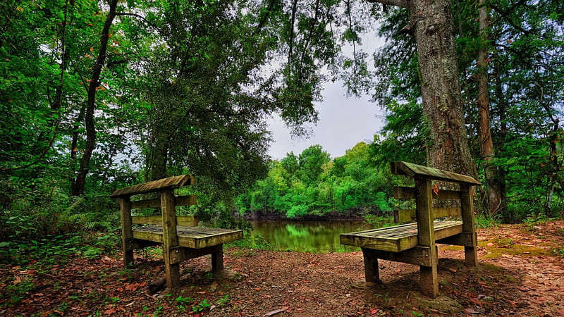 benches viewing a water hole, trees, view, lake, benches, HD wallpaper