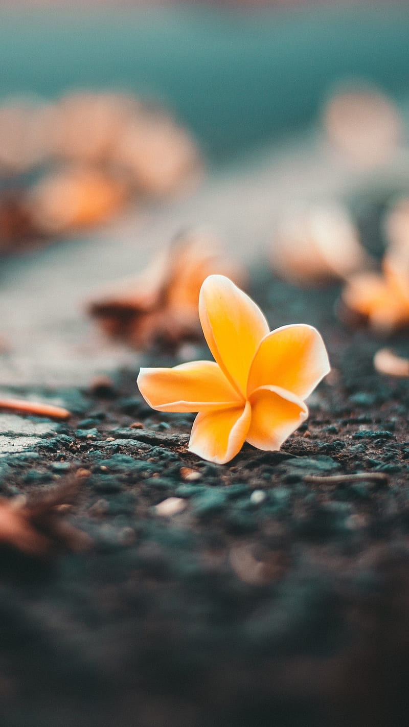 Yellow Flower , graphy, road, nature, HD phone wallpaper