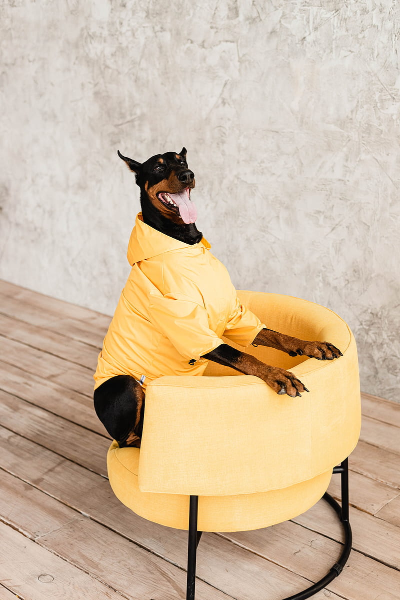 doberman, dog, pet, protruding tongue, chair, HD phone wallpaper