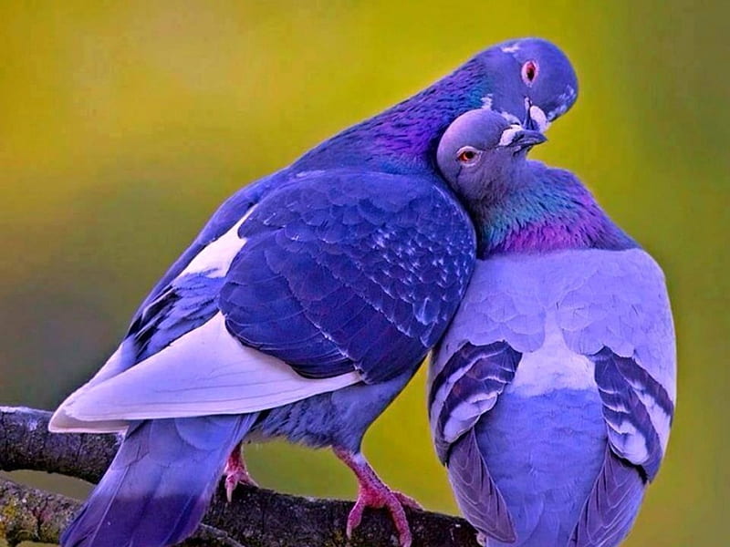 Pigeons, pigeon, bonito, bird, love, HD wallpaper | Peakpx