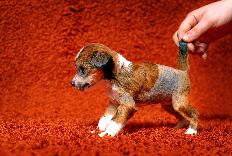 Cute Puppy, cute, cool, puppy, HD wallpaper