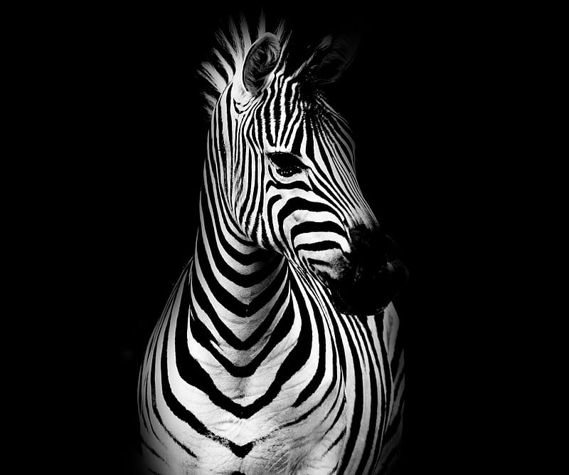 Zebra Contrast, animal, black, dark, desire, stripes, wall, whire, HD wallpaper