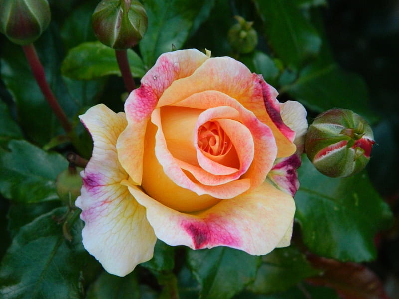 Rare rose, flower, colors, garden, rose, HD wallpaper