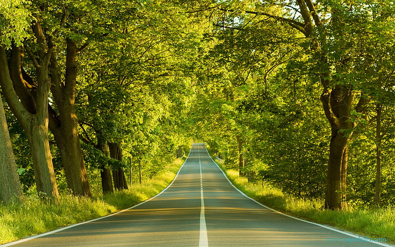 Road, beauty, green, highway, jungle, mountain, nature, HD wallpaper |  Peakpx