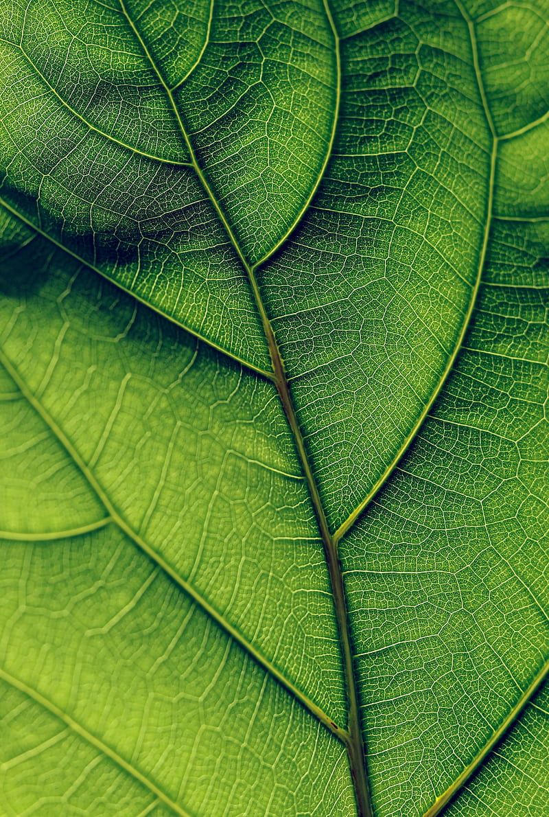leaf, veins, surface, green, macro, HD phone wallpaper