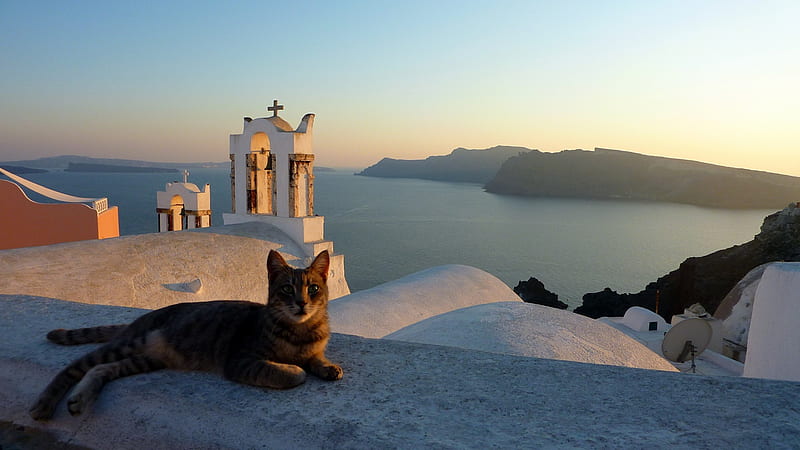 Relaxing in the Shade, Greece, Shade, Cat, Santorini, HD wallpaper