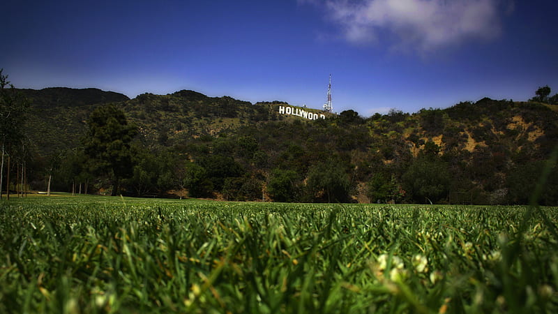 hollywood mountain, mountain, forest, grass, hollywood, HD wallpaper