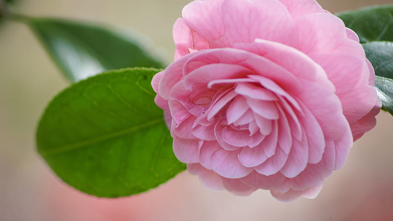 Pink Camellia Flower With Leaves Flowers, HD wallpaper