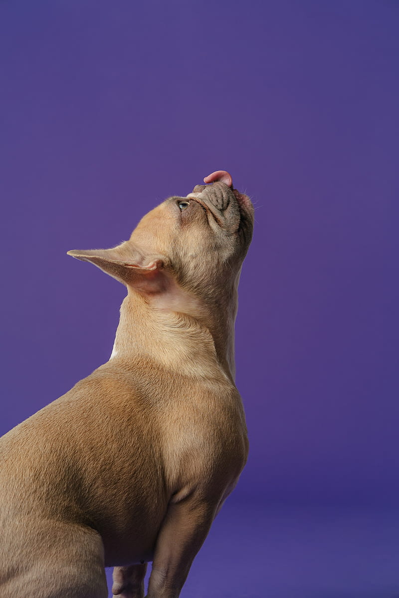 pug, pet, dog, protruding tongue, animal, HD phone wallpaper