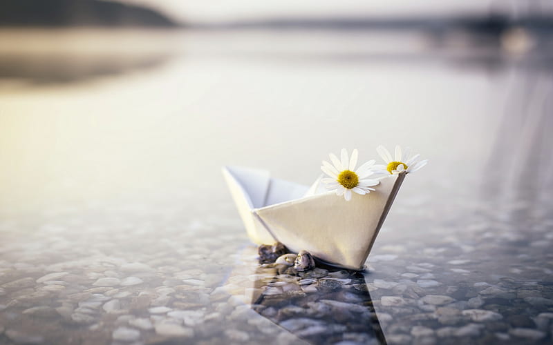 paper boat with chamomile, travel concepts, stones, chamomile, evening, sunset, mood, HD wallpaper
