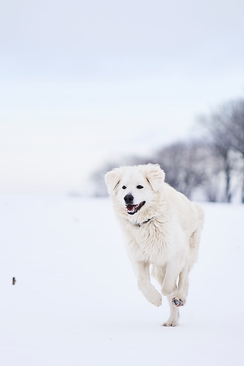 great pyrenees, pyrenean mountain dog, dog, white, snow, running, HD phone wallpaper
