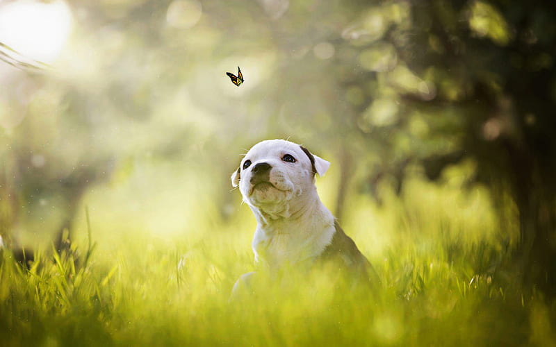 American Pit Bull Terrier, bokeh, puppy, cute animals, puppy with butterfly, dogs, pets, American Pit Bull Terrier Dog, HD wallpaper