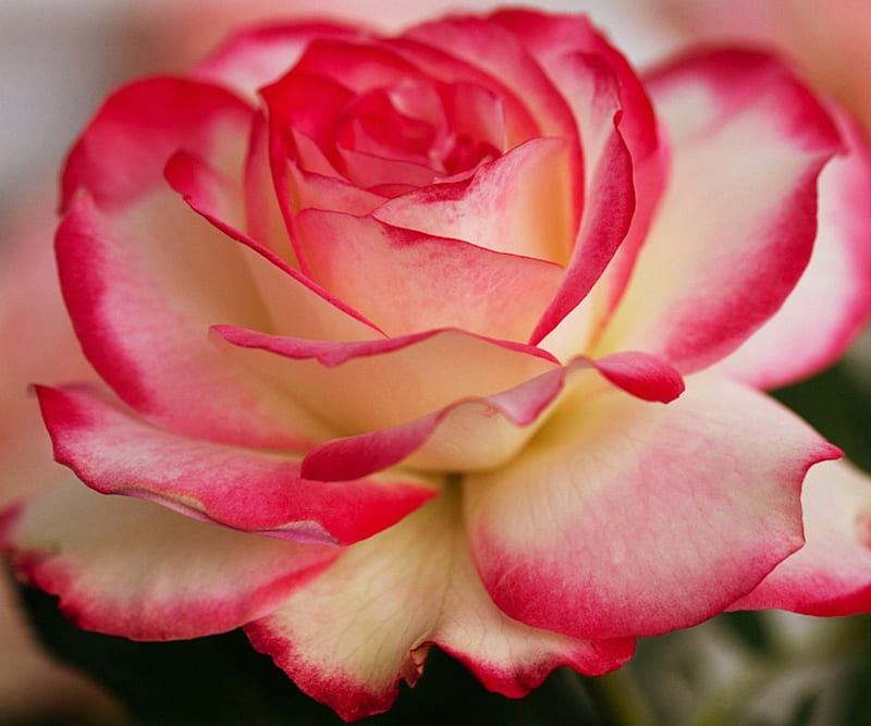 Rose, pretty, red edges, pink, HD wallpaper Rose, pretty, red edges, pink, HD wallpaper