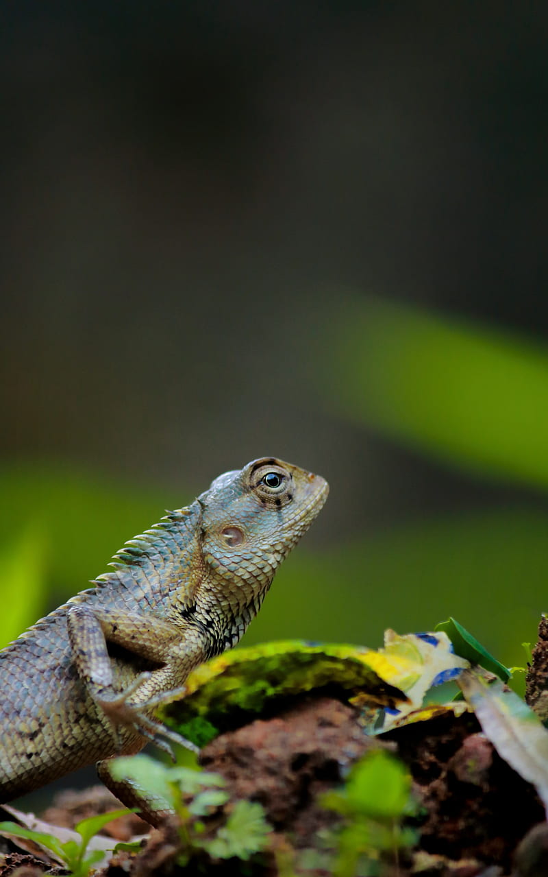 lizard, reptile, amphibian, scales, HD phone wallpaper