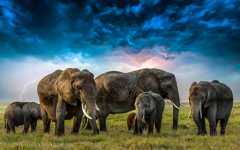 elephants family, Africa, herd of elephants, savannah, elephants, Elephantidae, big elephants, R, HD wallpaper
