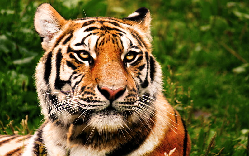 Beautiful Tiger, pretty, amazing, wonderful, stunning, kitty, bonito, tiger, adorable, nice, wild, jungle, nature, majestic, kitten, cats, HD wallpaper
