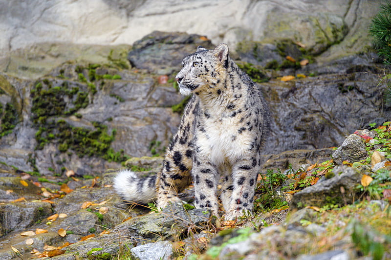 irbis, snow leopard, big cat, predator, HD wallpaper