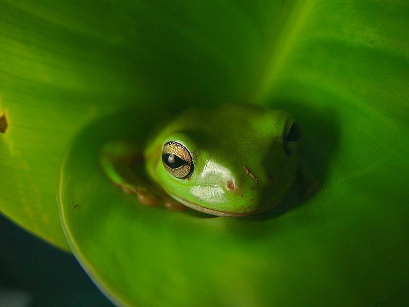 Green Frog, frog, cool, green, HD wallpaper Green Frog, frog, cool, green, HD wallpaper